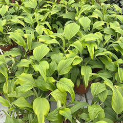 15 - 20cm Philodendron Panduriforme hybride 12cm Pot