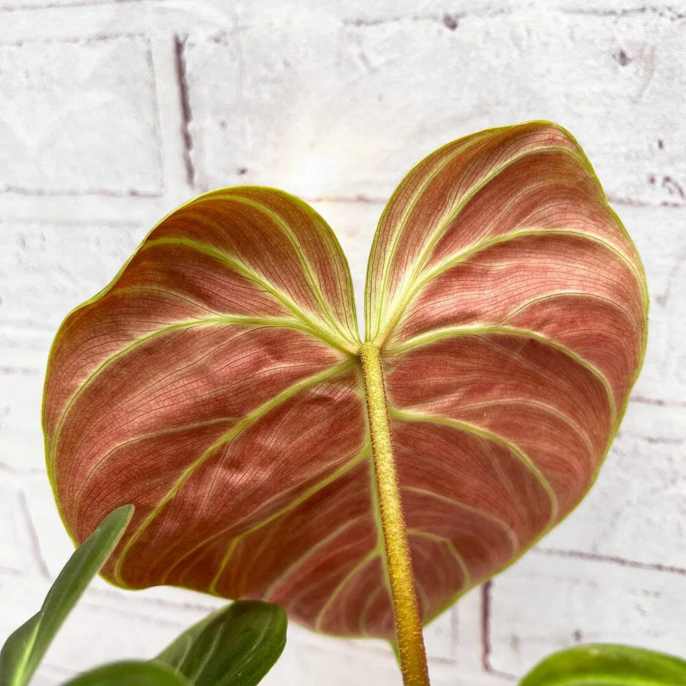 15 - 20cm Philodendron Verrucosum El Choco 14cm Pot