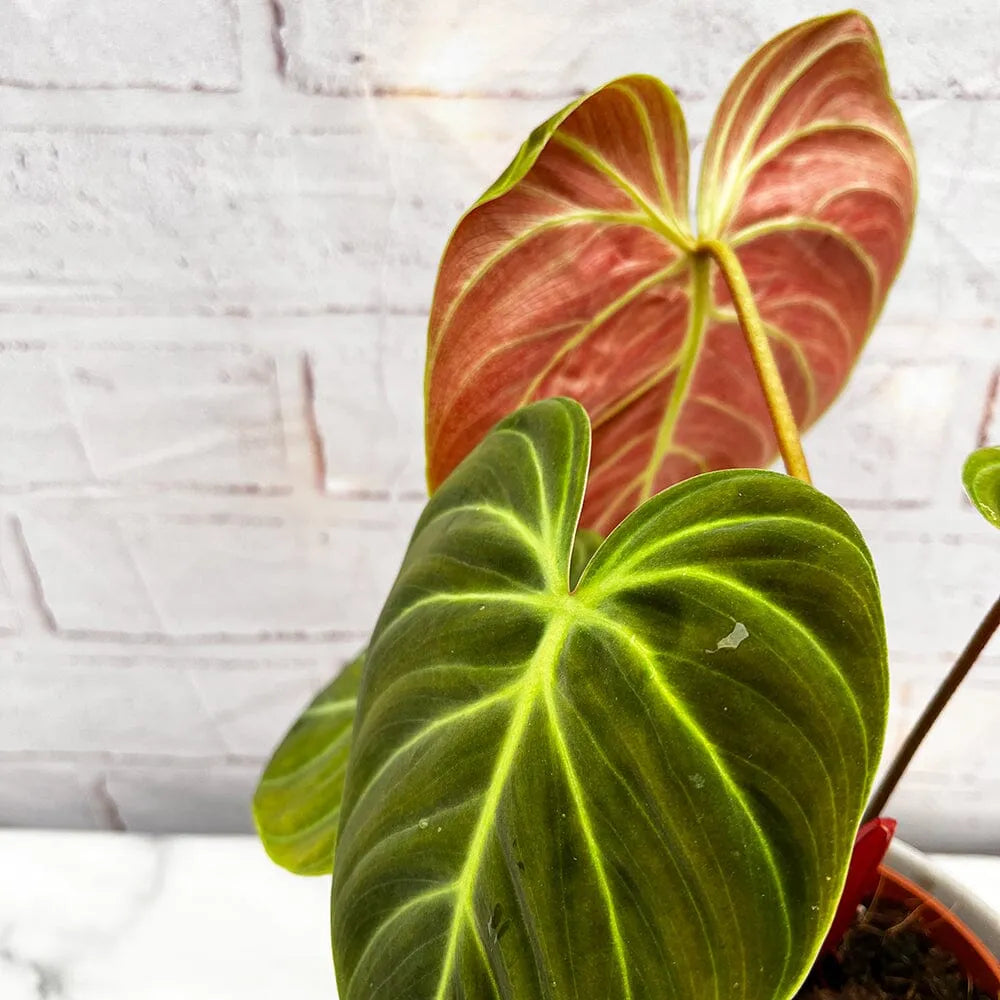 15 - 20cm Philodendron Verrucosum El Choco 14cm Pot