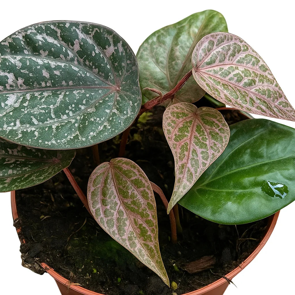 15 - 20cm Piper Ornatum 10.5 Pot House Plant