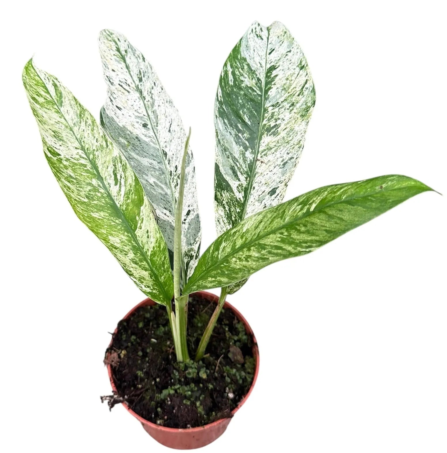 15 - 20cm Rhaphidophora Foraminifera Marble 10.5cm Pot House Plant