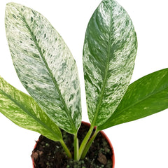 15 - 20cm Rhaphidophora Foraminifera Marble 10.5cm Pot House Plant