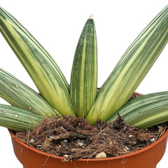 15 - 20cm Sansevieria Boncel Variegata 10.5cm Pot House Plant