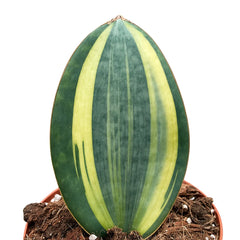 15 - 20cm Sansevieria Masoniana Aurea House Plant 14 cm Pot