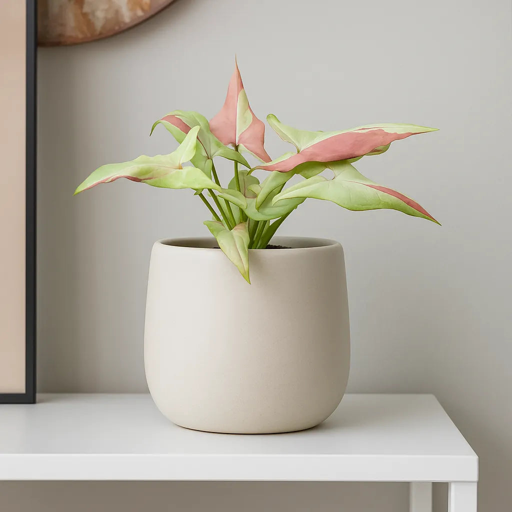 15 - 20cm Syngonium Orm Nagpum Variegata House Plant 10,5 cm Pot