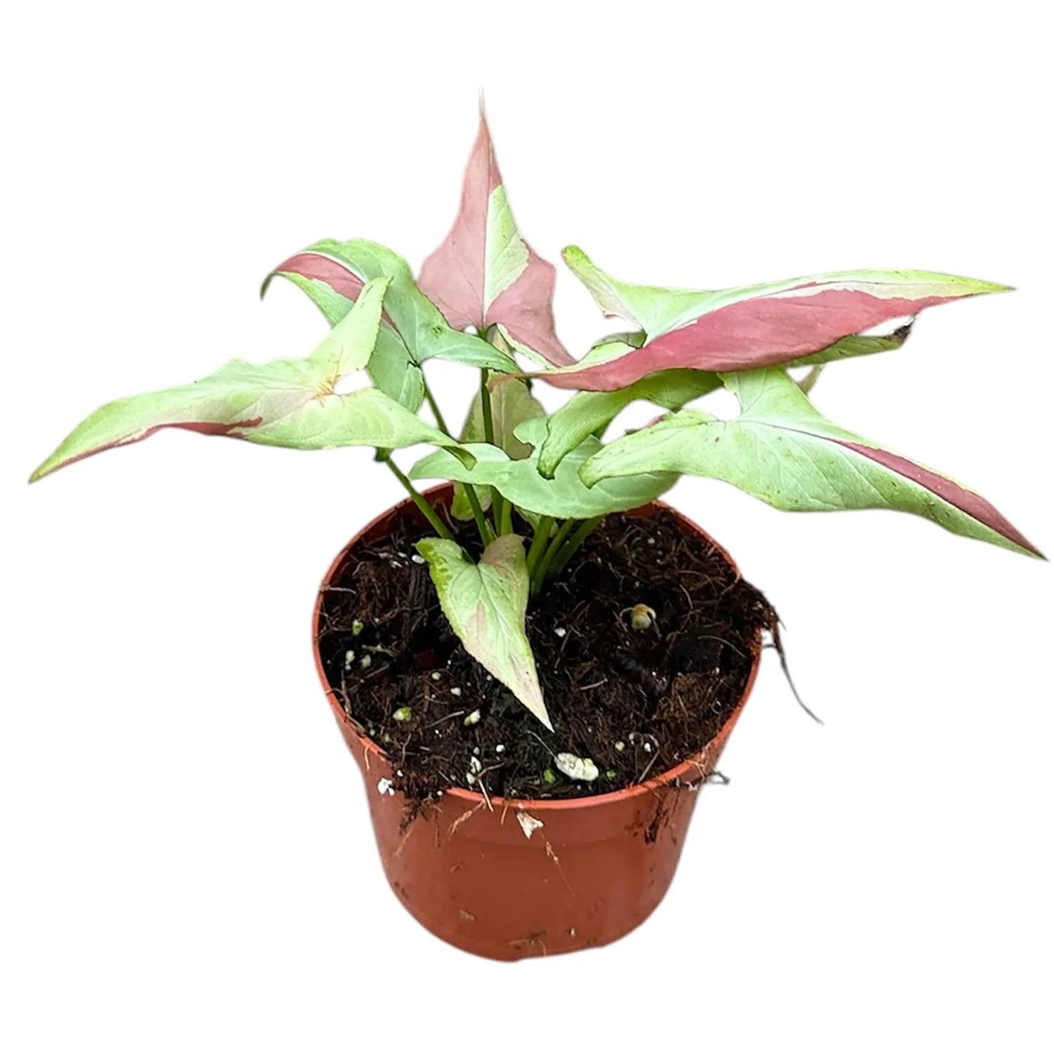 15 - 20cm Syngonium Orm Nagpum Variegata House Plant 10,5 cm Pot