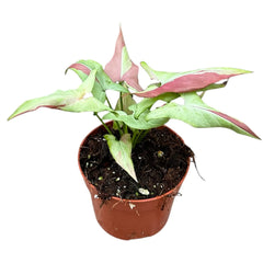 15 - 20cm Syngonium Orm Nagpum Variegata House Plant 10,5 cm Pot
