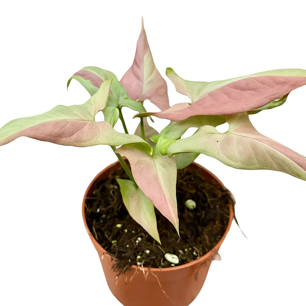 15 - 20cm Syngonium Orm Nagpum Variegata House Plant 10,5 cm Pot