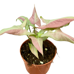 15 - 20cm Syngonium Orm Nagpum Variegata House Plant 10,5 cm Pot