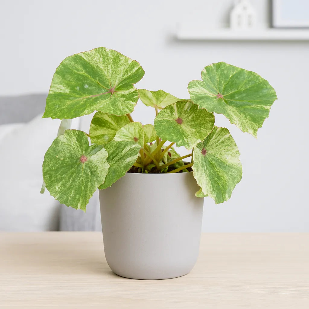 15 - 20cm Variegated Begonia Rouge 12cm Pot