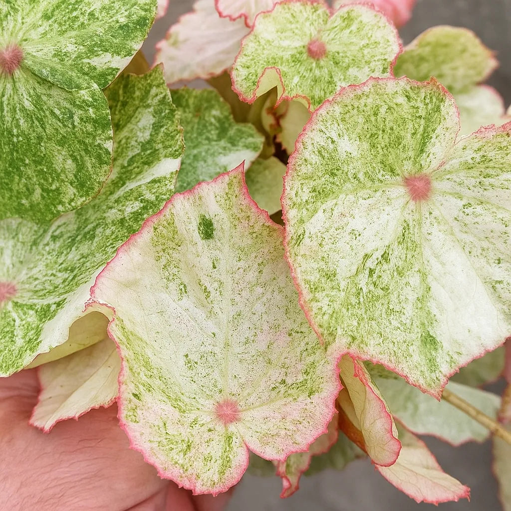 15 - 20cm Variegated Begonia Rouge 12cm Pot