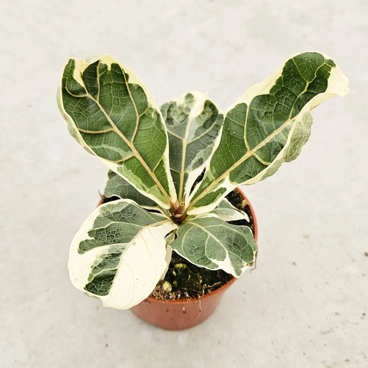 15 - 20cm Variegated Ficus Lyrata House Plant 10.5cm Pot