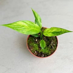 15 - 20cm Variegated Spathiphyllum Aurea Peace Lily 10.5cm Pot House Plant