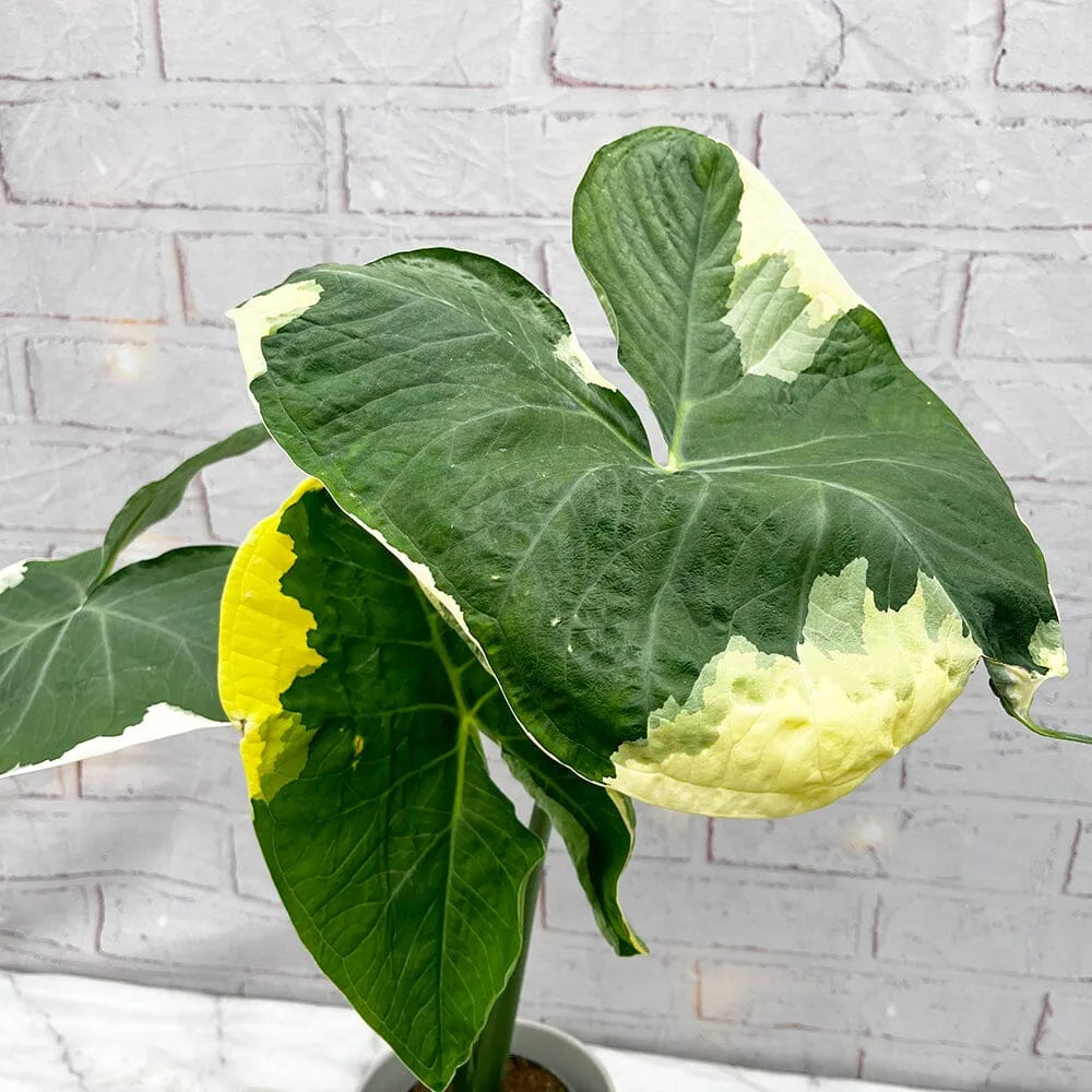 15 - 20cm Variegated Xanthosoma Mickey Mouse Alocasia 10.5cm Pot House Plant