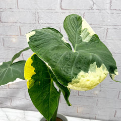 15 - 20cm Variegated Xanthosoma Mickey Mouse Alocasia 10.5cm Pot House Plant