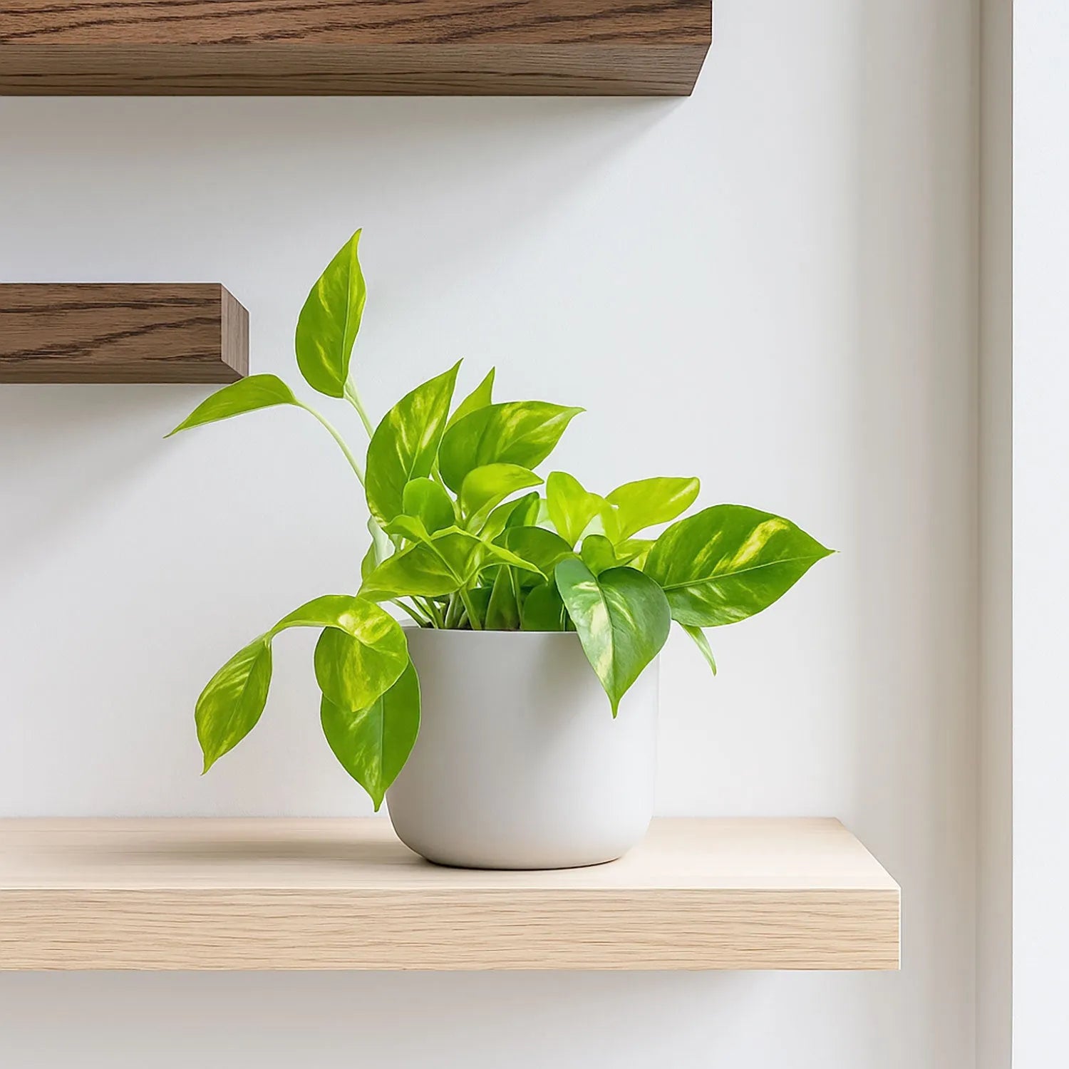 15 - 25cm Epipremnum Aureum Pothos 12cm Pot House Plant