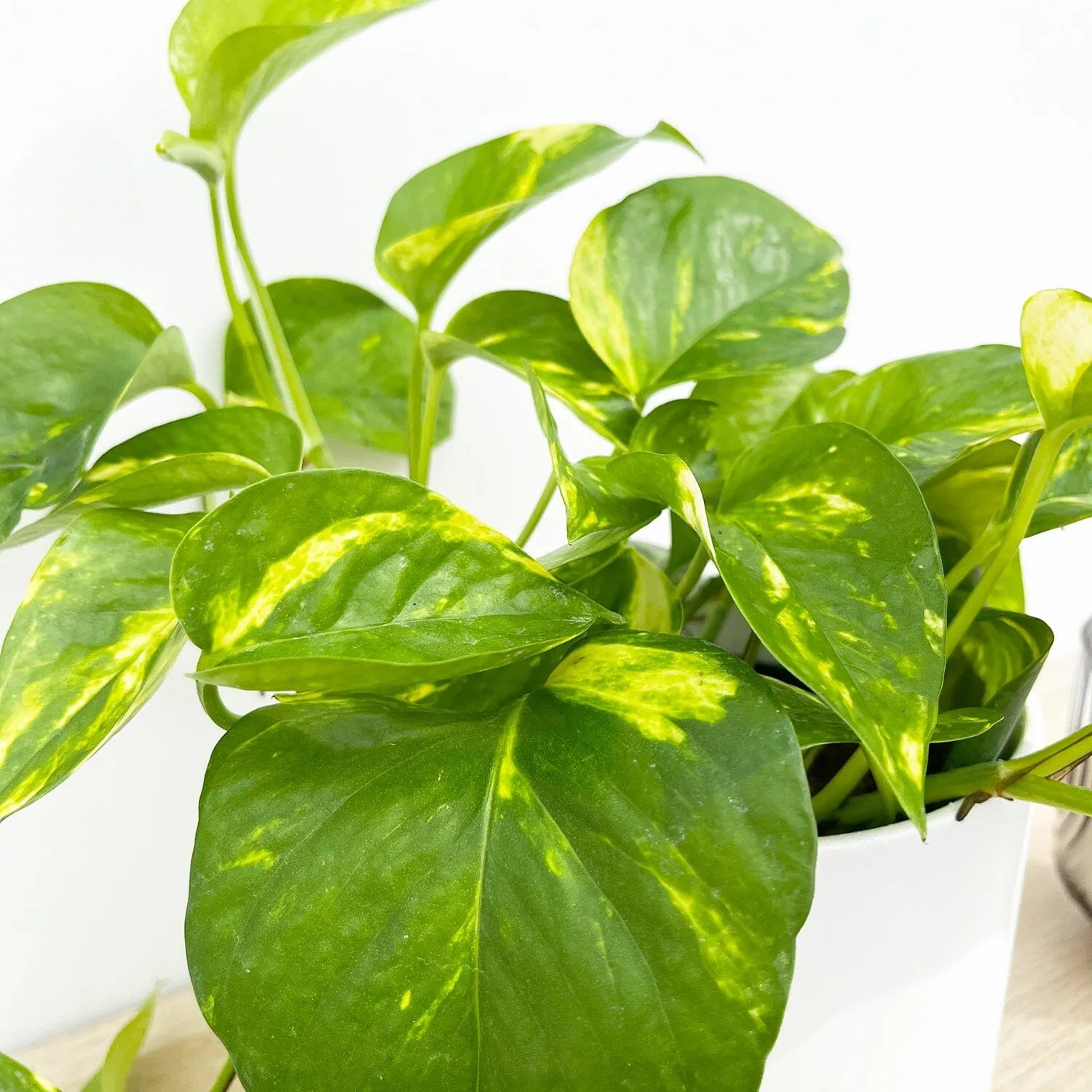 15 - 25cm Epipremnum Aureum Pothos 12cm Pot House Plant