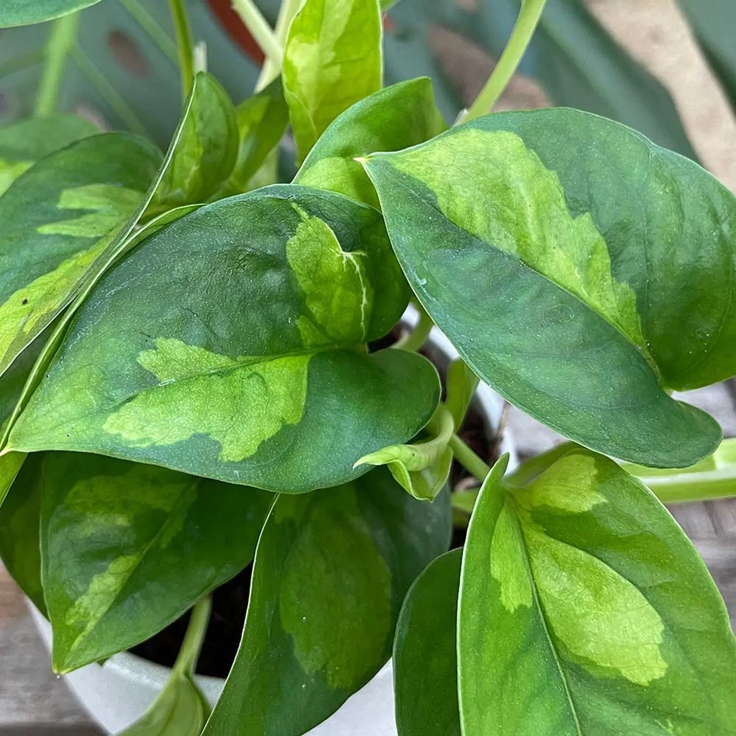 15 - 25cm Epipremnum Global Green Pothos 12cm Pot House Plant