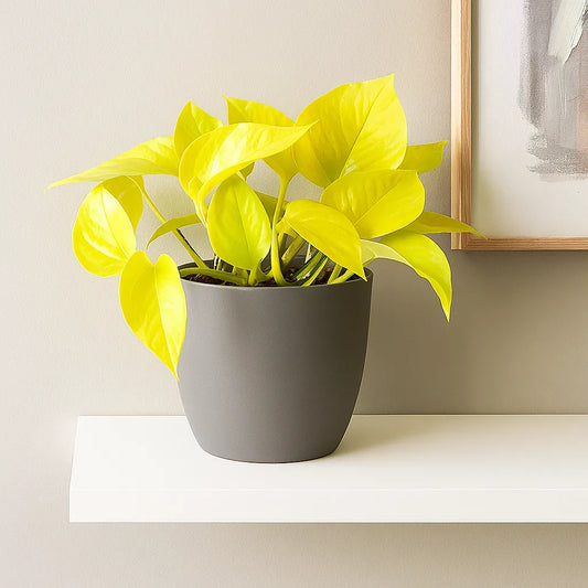 15 - 25cm Epipremnum Neon Pothos 12cm Pot House Plant
