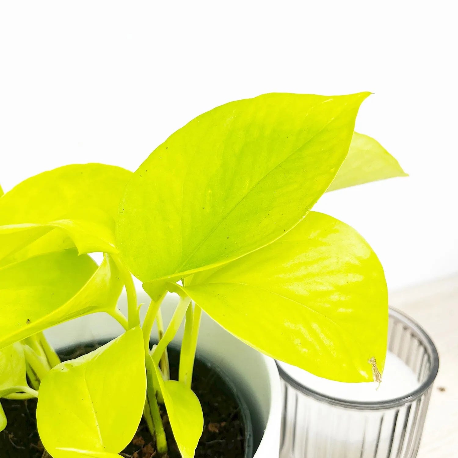 15 - 25cm Epipremnum Neon Pothos 12cm Pot House Plant