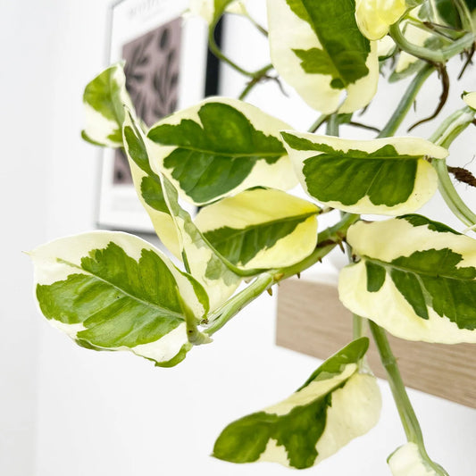 15 - 25cm Epipremnum Njoy Pothos 12cm Pot House Plant