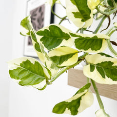 15 - 25cm Epipremnum Njoy Pothos 12cm Pot House Plant