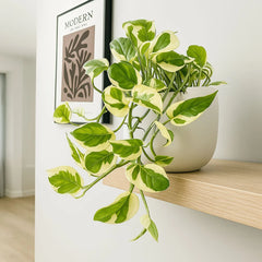 15 - 25cm Epipremnum Njoy Pothos 12cm Pot House Plant