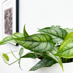 15 - 25cm Monstera Siltepecana 12cm Pot House Plant