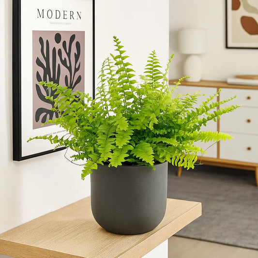 15 - 25cm Nephrolepis Boston Fern 12cm Pot House Plant