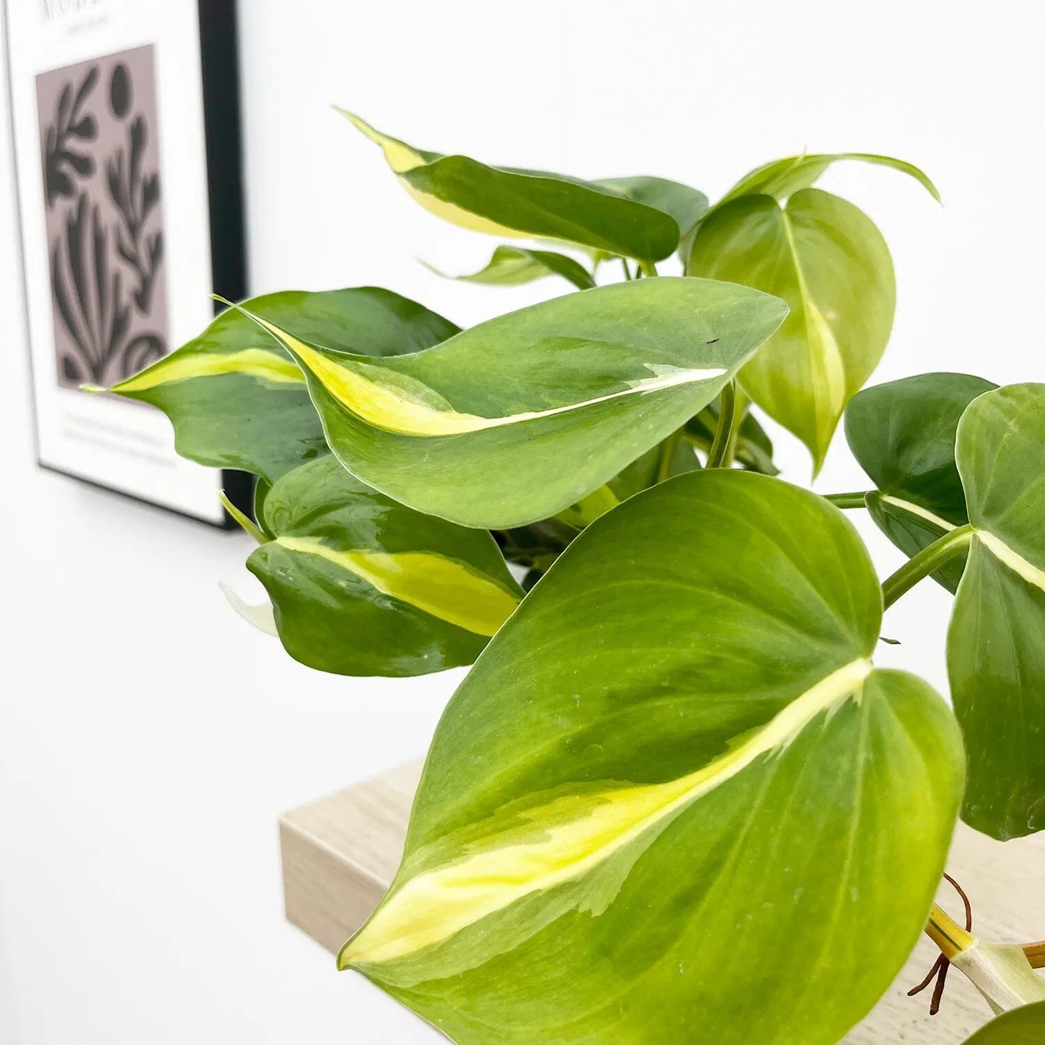 15 - 25cm Philodendron Brazil Pothos 12cm Pot House Plant