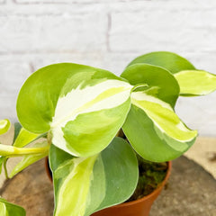 15 - 25cm Philodendron Cream Splash Pothos 10cm Pot House Plant