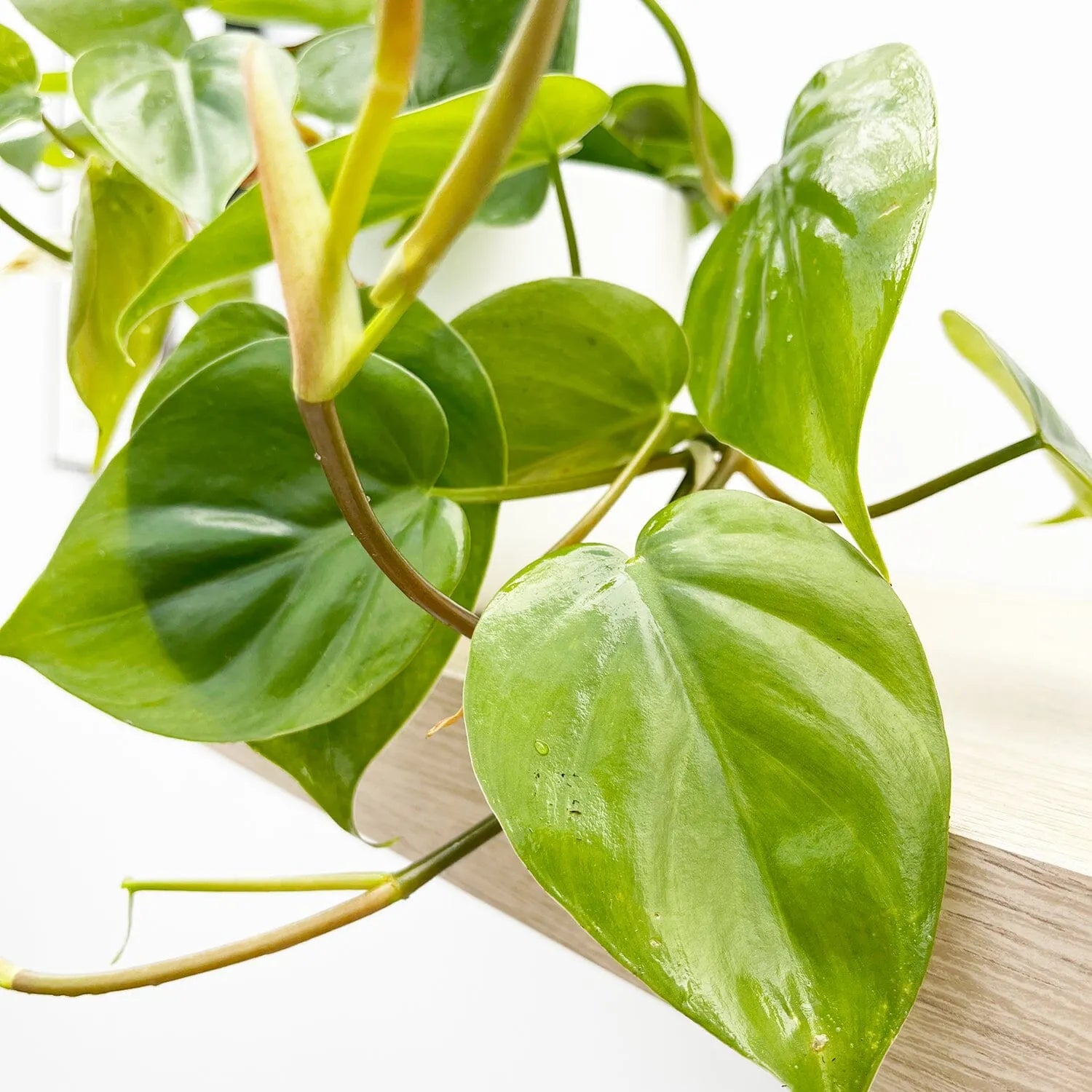 15 - 25cm Philodendron Scandens Pothos 12cm Pot House Plant