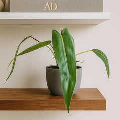 15 - 25cm Philodendron Spiritus Sancti House Plant 10,5 cm Pot