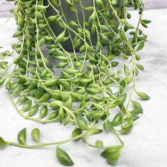 15 - 25cm Senecio Herreianus 12cm Hanging Pot House Plant