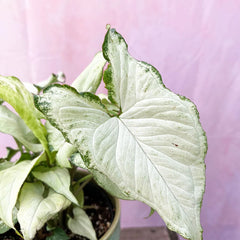 15 - 25cm Syngonium Holly M 12cm Pot Rare House Plant