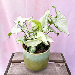 15 - 25cm Syngonium Holly M 12cm Pot Rare House Plant