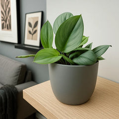 15 - 25cm Treubii Moonlight Pothos Scindapsus 12cm Pot House Plant