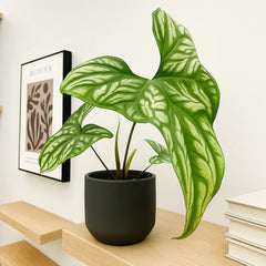 15 - 30cm Cercestis Mirabilis 10.5cm Pot House Plant