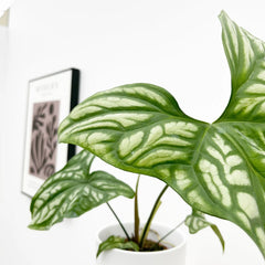 15 - 30cm Cercestis Mirabilis 10.5cm Pot House Plant