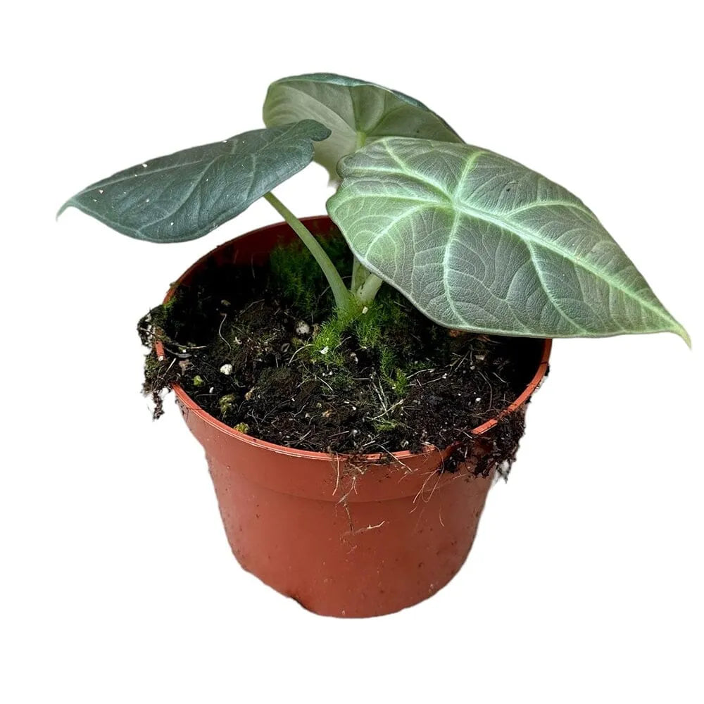15 cm Alocasia Dragon Moon House Plant 10,5 cm Pot
