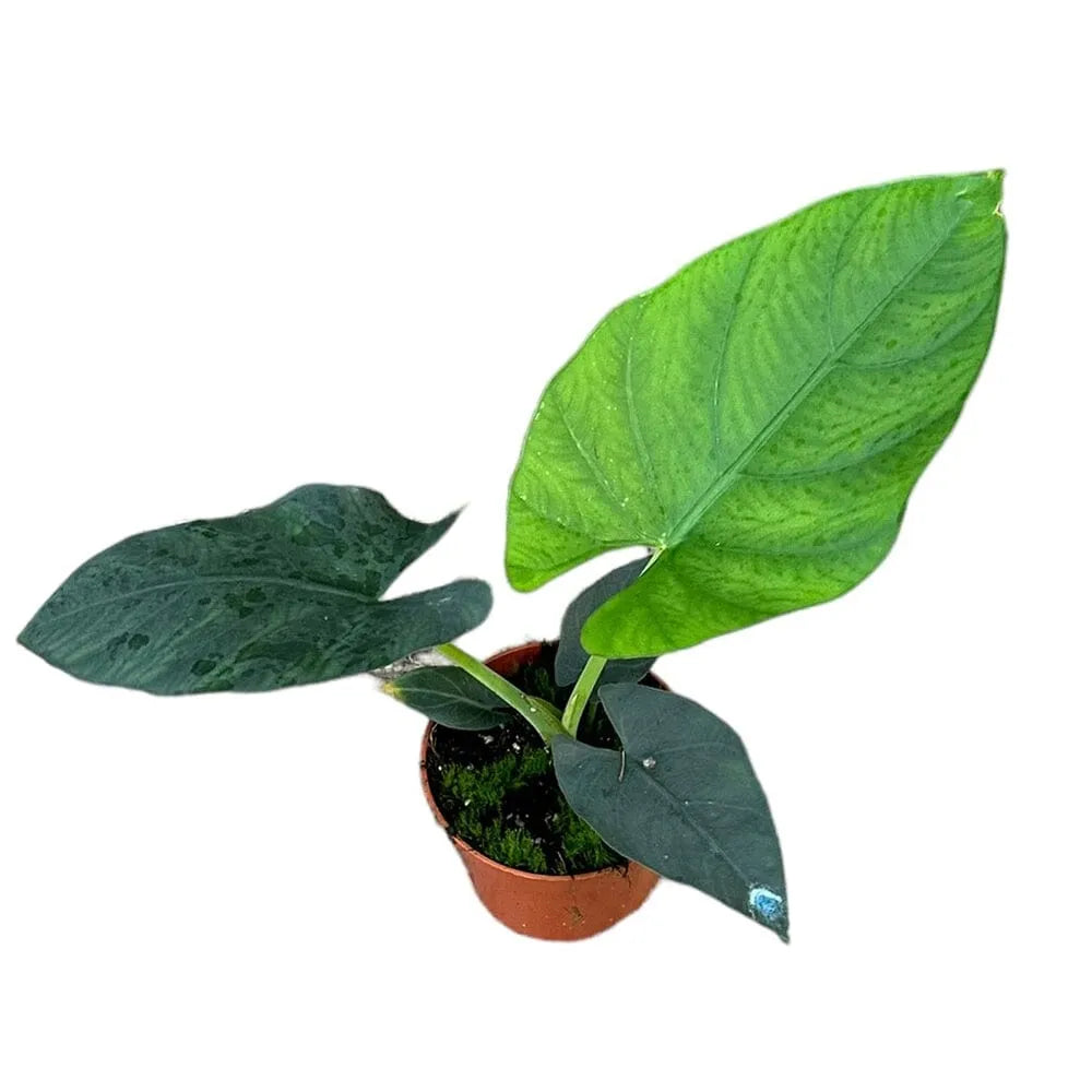 15 cm Alocasia Scabriuscula House Plant 10,5 cm Pot