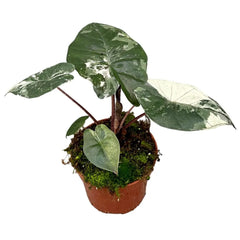 15 cm Alocasia Yucatan Princess Variegated House Plant 10,5 cm Pot