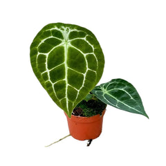 15 cm Anthurium Forgetii Silver House Plant 10,5 cm Pot