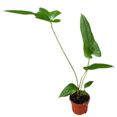 15 cm Anthurium Pedatum x Pedatum House Plant 10,5 cm Pot