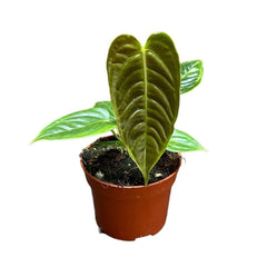 15 cm Anthurium Veitchii House Plant 10,5 cm Pot