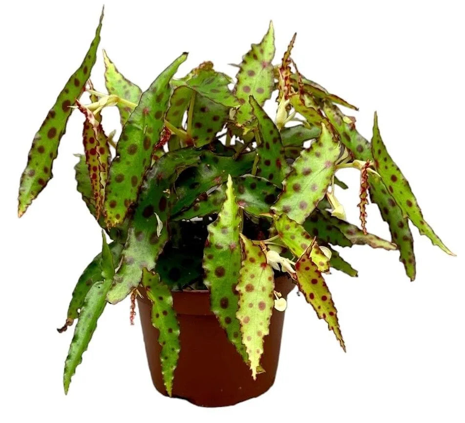 15 cm Begonia Amphioxus House Plant 10.5cm Pot