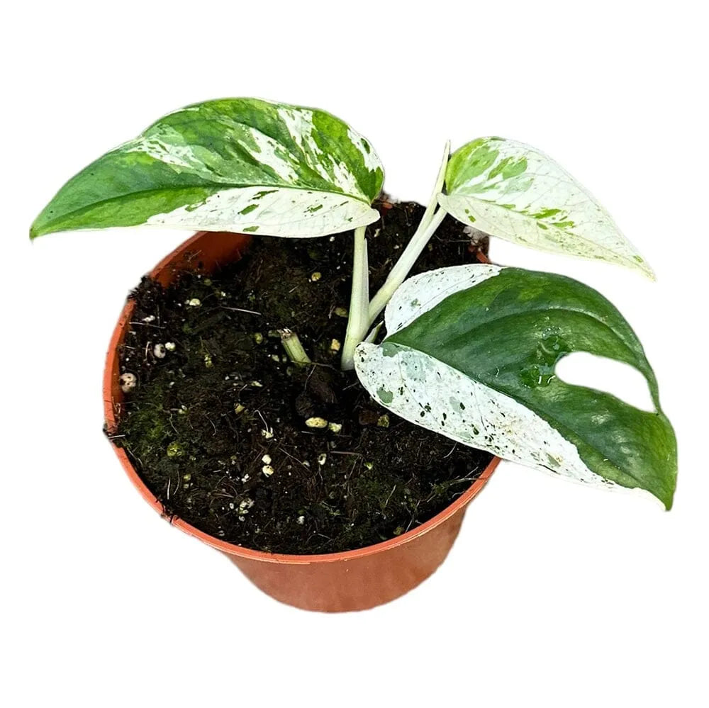 15 cm Epipremnum Pinnatum Marble Variegata House Plant 10,5 cm Pot