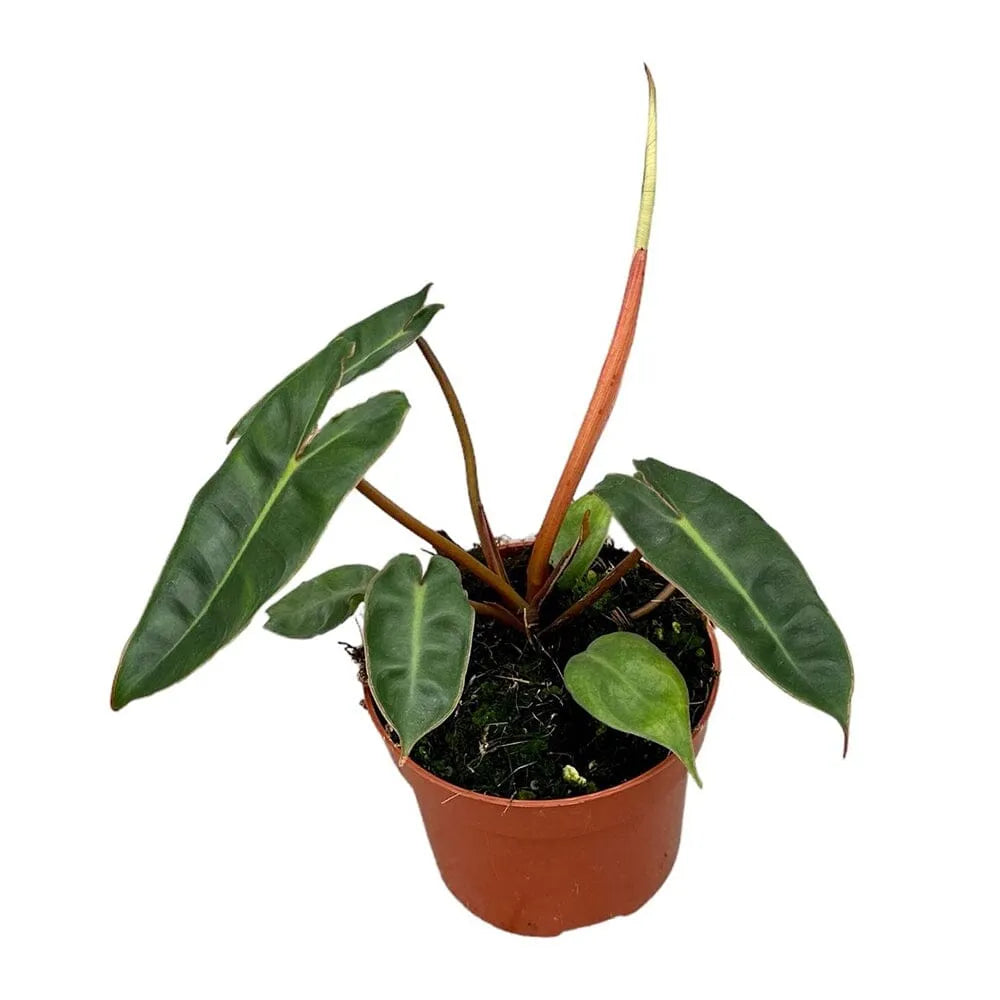 15 cm Philodendron Billietiae House Plant 10,5 cm Pot