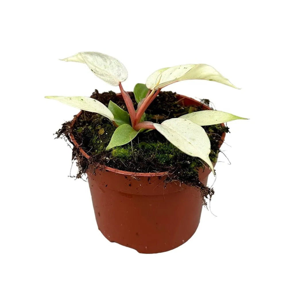 15 cm Philodendron Snowdrift House Plant 10,5 cm Pot