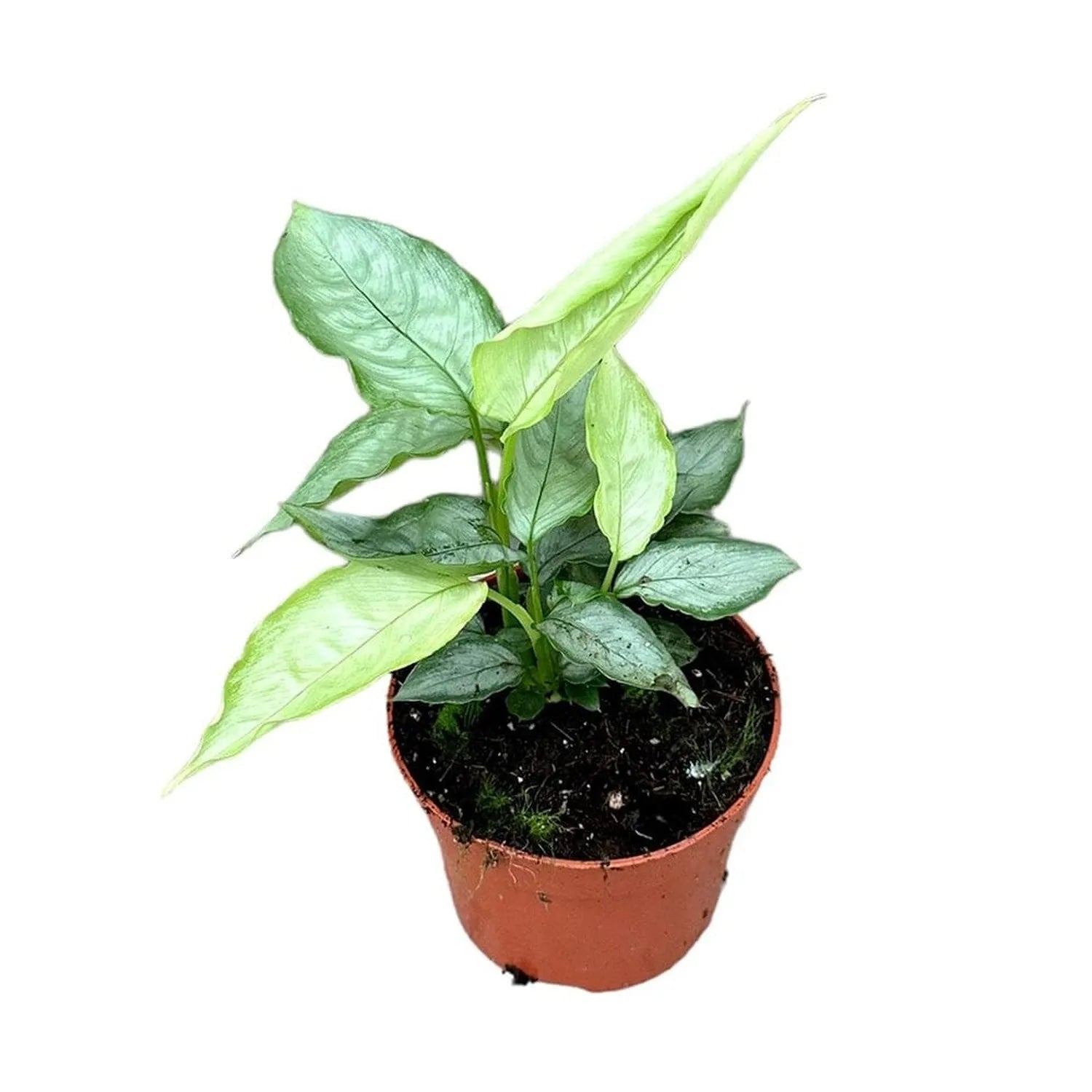 15 cm Schismatoglottis Sp Silver Form House Plant 10,5 cm Pot